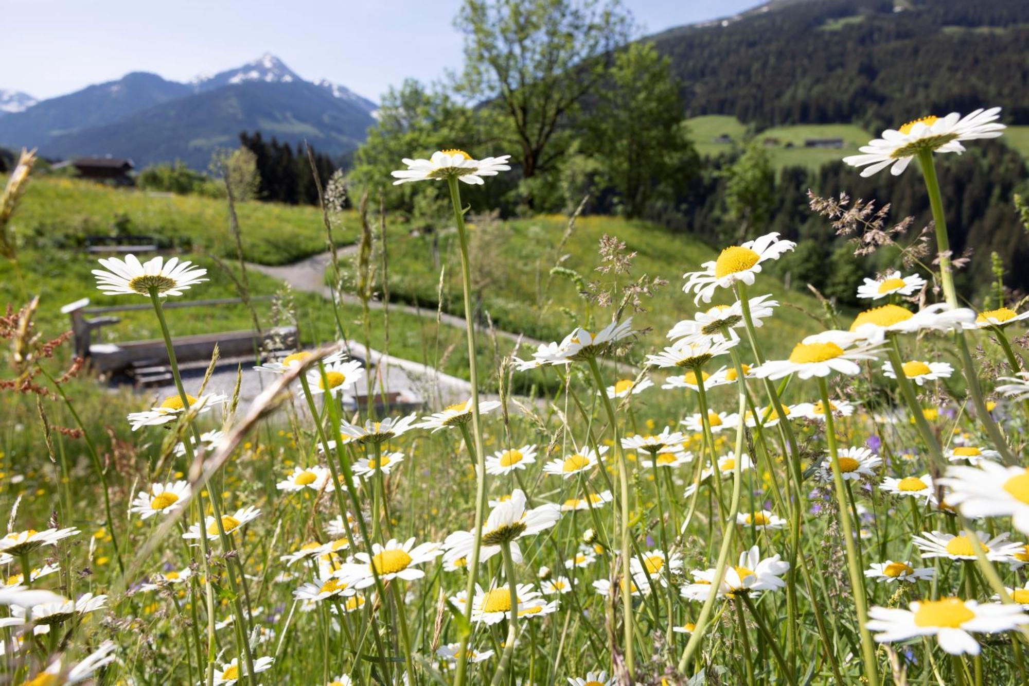 Alpbacherhof Mountain & Spa Resort Eksteriør billede